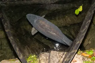 Nash Scope Black Ops Landing Net (T1762)