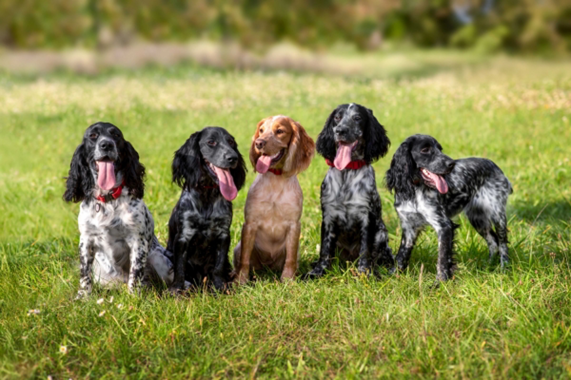 Pet Wear & Pet Food