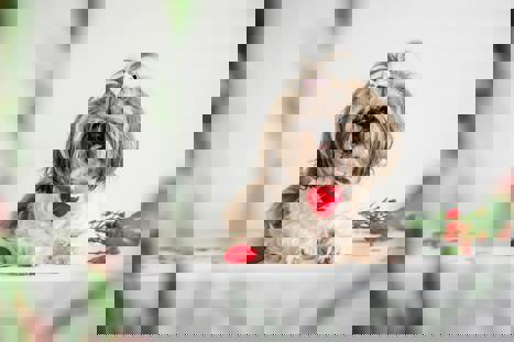 Valentine's Day Shop