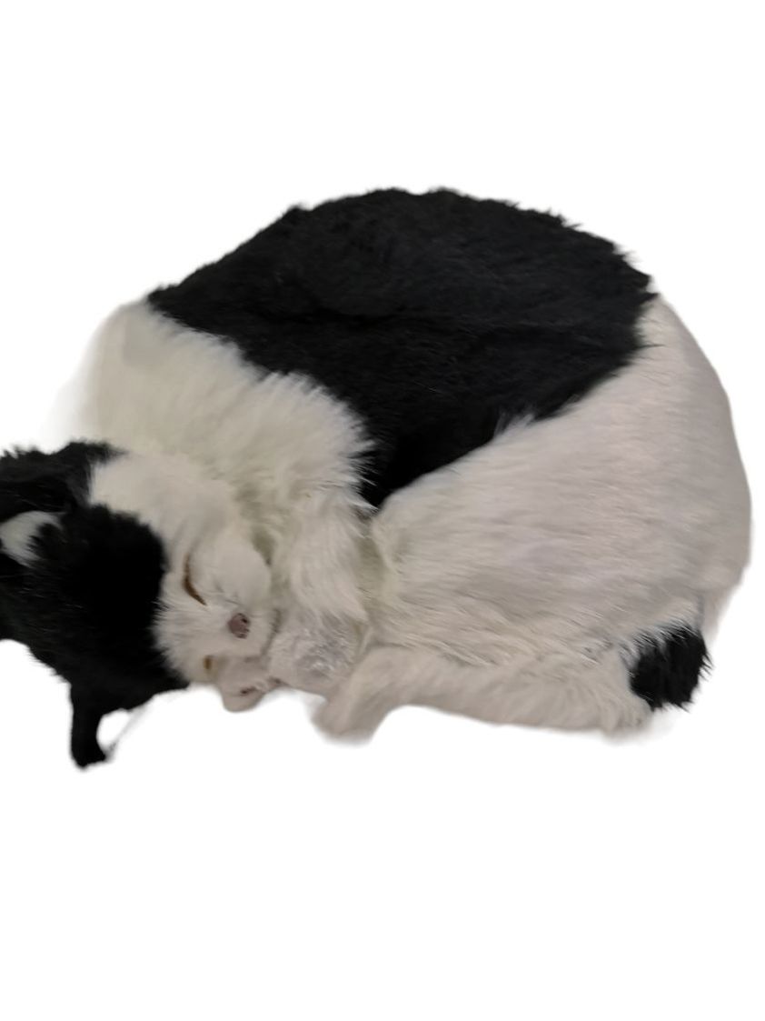 Black and white 12'' Sleeping Cat