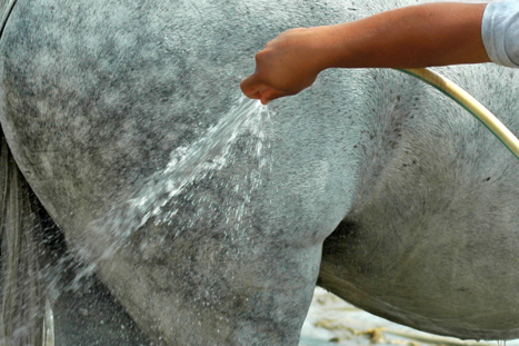 Don't scrape off the water from your horse, but let it evaporate naturally, as this will keep your horse cool for longer Don't scrape off the water from your horse, but let it evaporate naturally, as this will keep your horse cool for longer