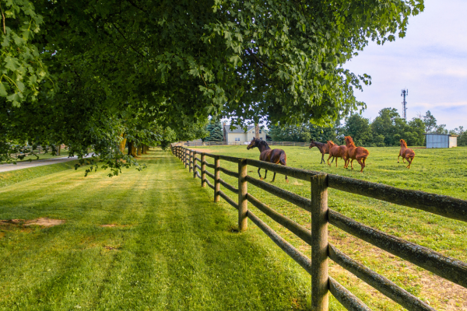 Ensure your horse has plenty of shade in the field and room for the whole herd. Ensure your horse has plenty of shade in the field and room for the whole herd.