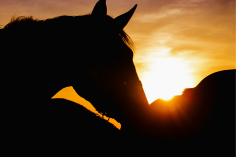 Ride your horse earlier in the morning or later at night to beat the heat. Ride your horse earlier in the morning or later at night to beat the heat.