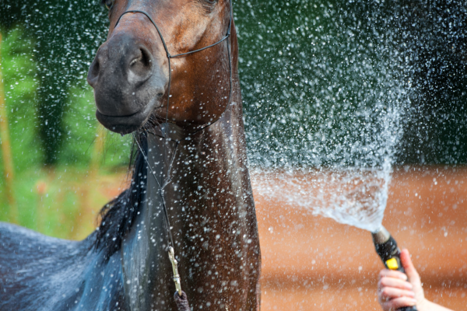 Caring for your horse in hot weather is easier with these expert tips. Caring for your horse in hot weather is easier with these expert tips.