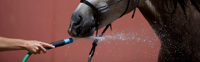 Expert Cooling Tips For Horses In Hot Weather Expert Cooling Tips For Horses In Hot Weather
