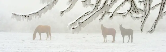 5 Tips For Surviving Winter 5 Tips For Surviving Winter
