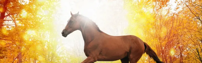 Autumn Delights For Horse Owners: 10 Reasons To Love Autumn Autumn Delights For Horse Owners: 10 Reasons To Love Autumn