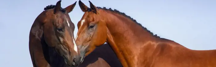 Reasons To Love Horses This Valentines ❤️ Reasons To Love Horses This Valentines ❤️