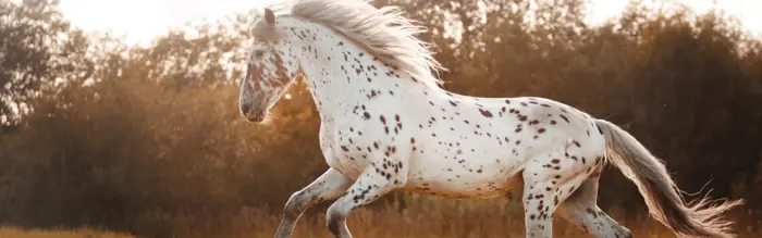 What Do Horse Riders Wear In The Summer? What Do Horse Riders Wear In The Summer?