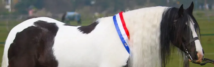 Professional Show Rider Reveals 9 Winning Showing Tips Professional Show Rider Reveals 9 Winning Showing Tips