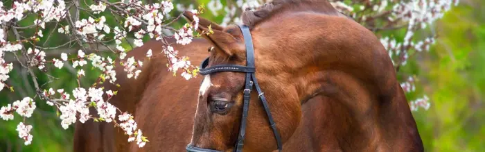 7 Horsey Reasons Why Equestrians Love Spring 7 Horsey Reasons Why Equestrians Love Spring