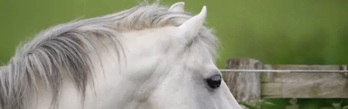 Is Your Horse a Halloween Sinner or an All Saints Day Saint? Is Your Horse a Halloween Sinner or an All Saints Day Saint?