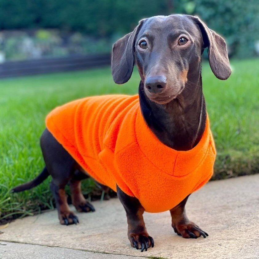 Orange Pawsome Suits Dachshund Fleece