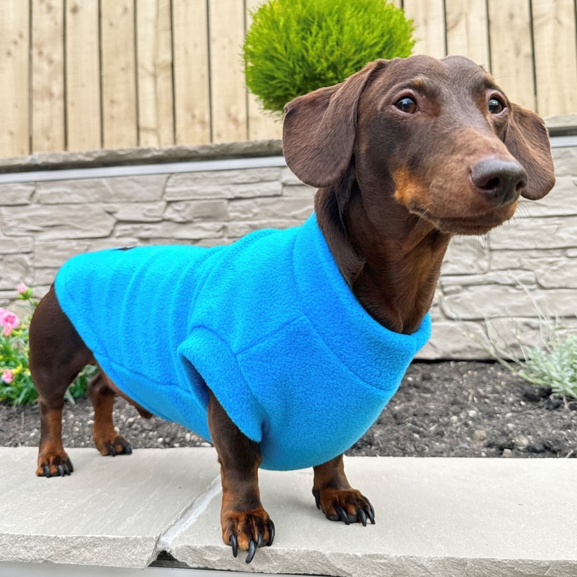 Turquoise Pawsome Suits Dachshund Fleece