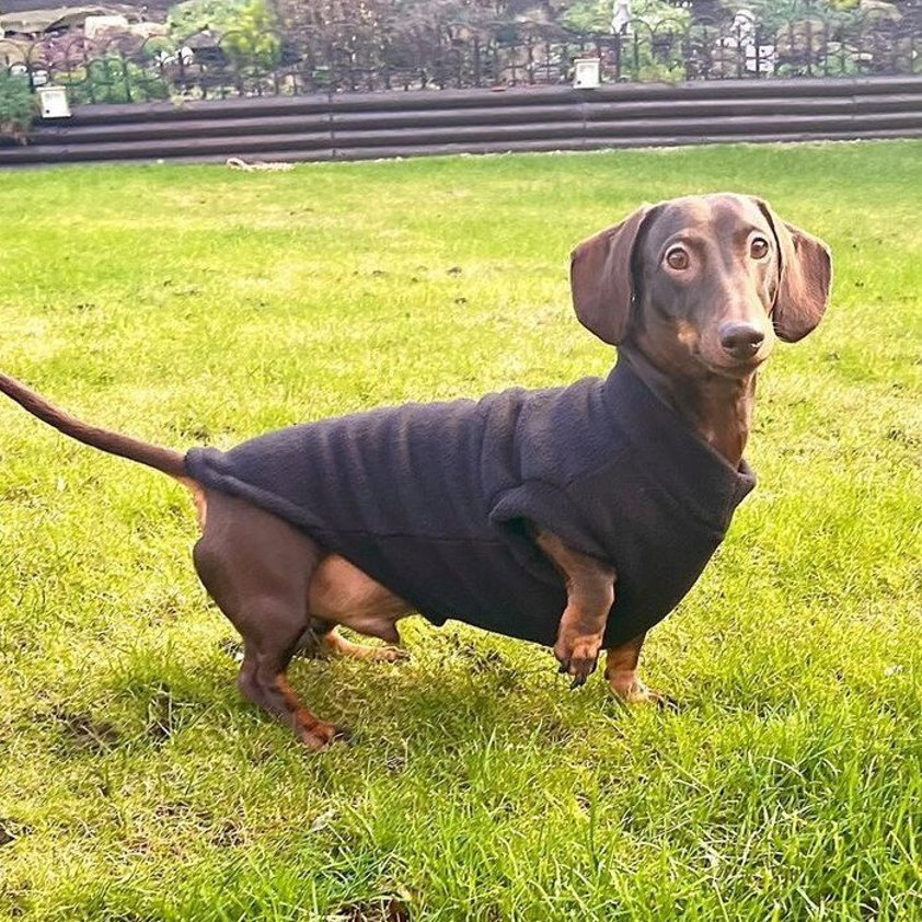 Black Pawsome Suits Dachshund Fleece