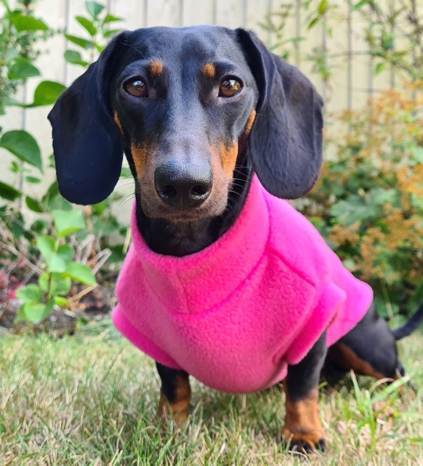 Pink Pawsome Suits Dachshund Fleece