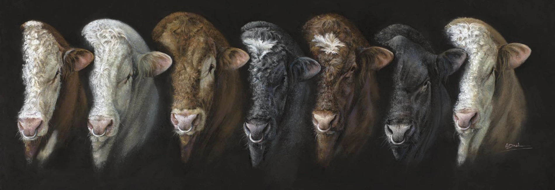 Fine Art Cow and Bull Prints