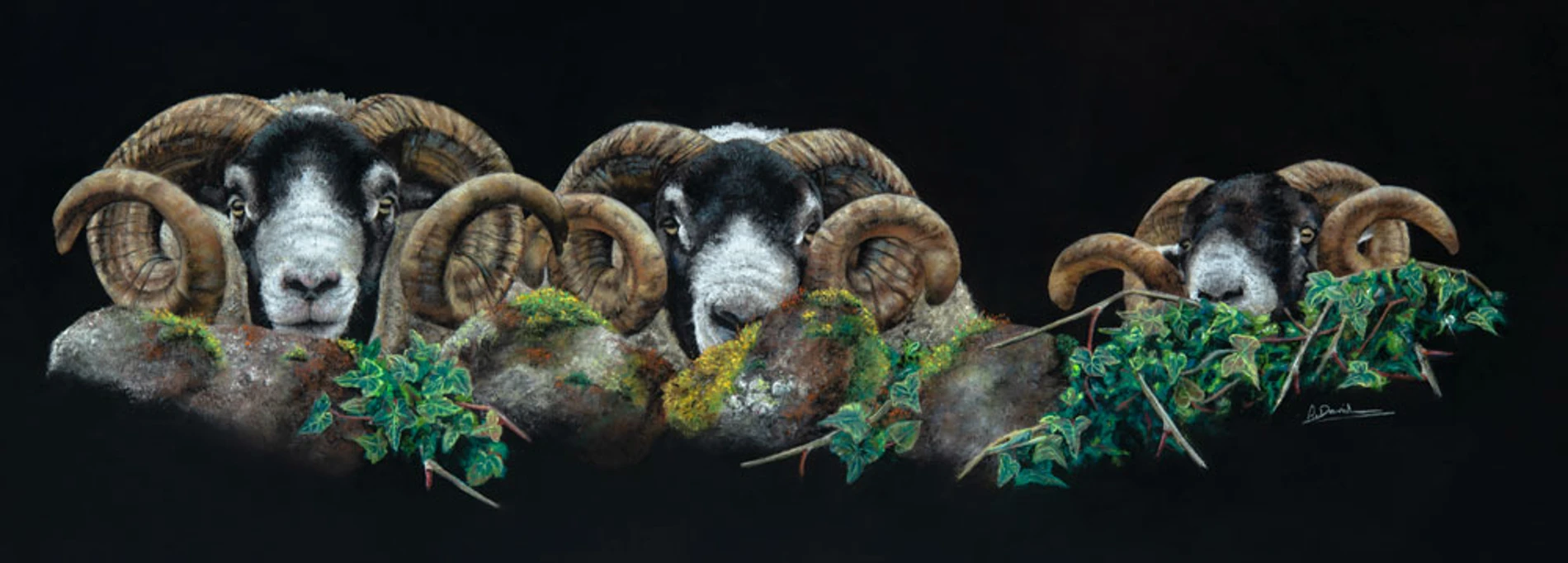 Fine Art Sheep Prints