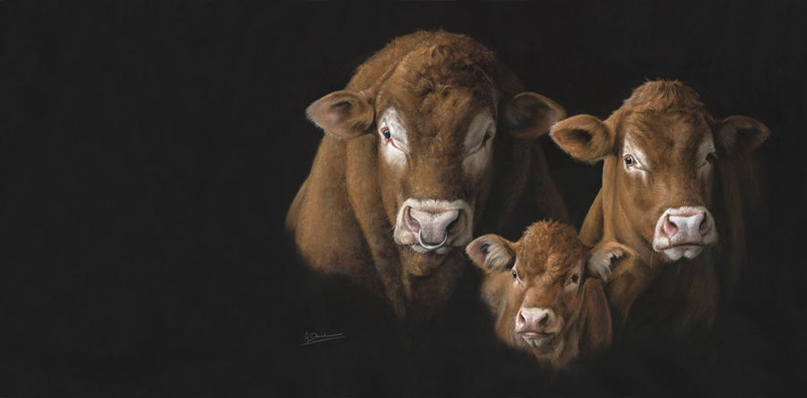 Cattle Prints