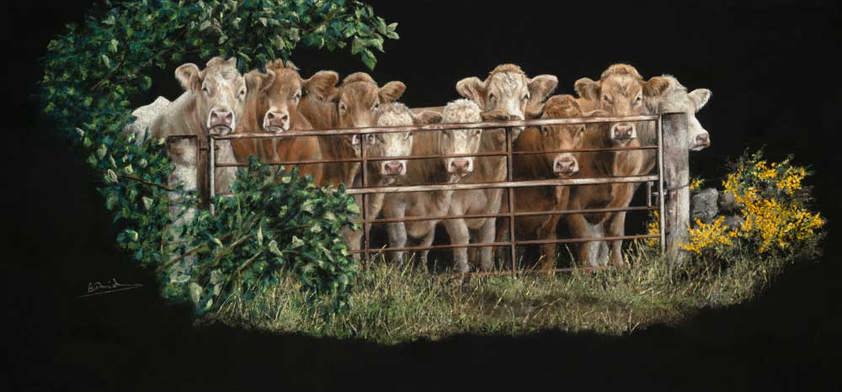 Cattle Art: Commercial Beef Cattle