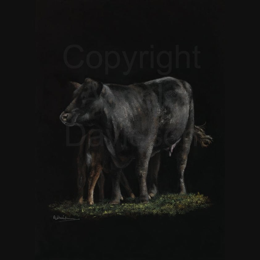 The Black Coo: A Aberdeen Angus Cow Print by Angela Davidson Art