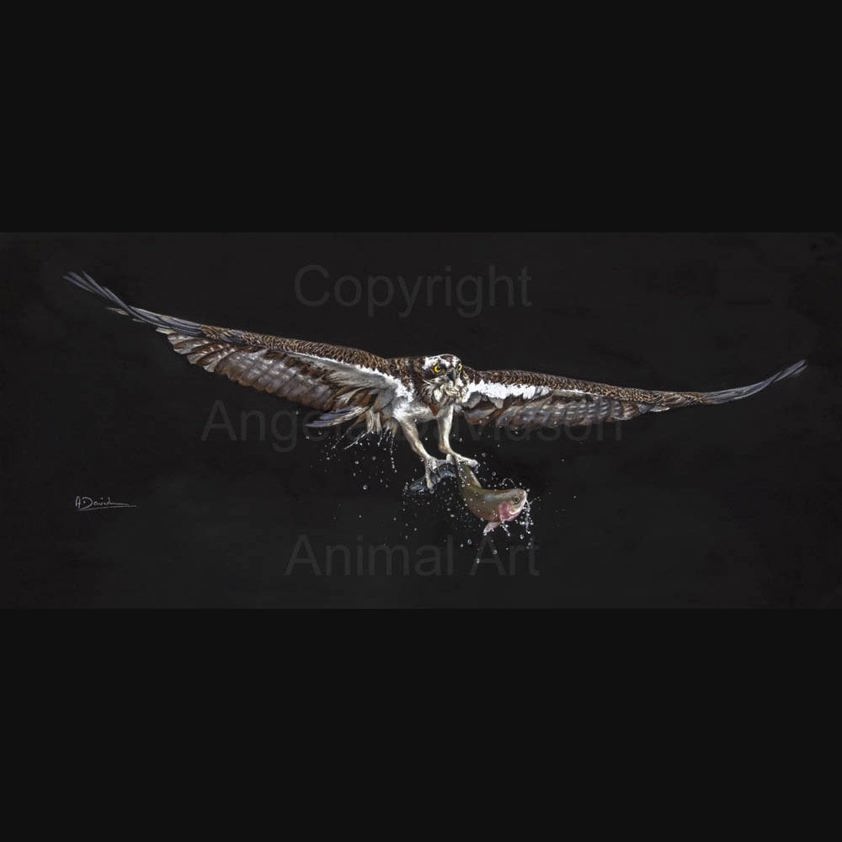 Light Lunch: A Osprey Print by Angela Davidson Art