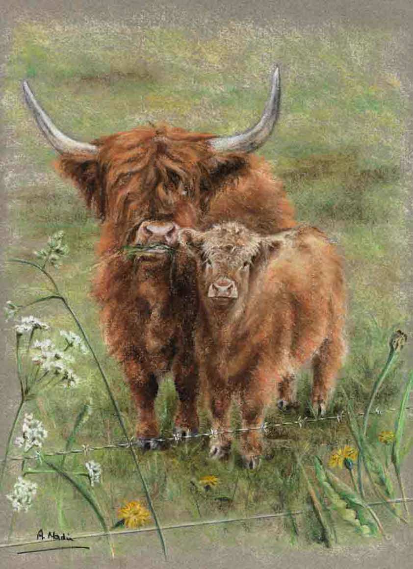 A Highland Cow Print by Angela Davidson