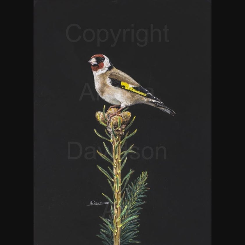 Goldfinch: A  Print by Angela Davidson Art