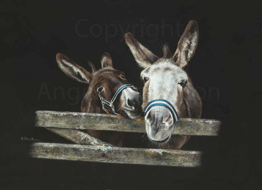 Donkeys