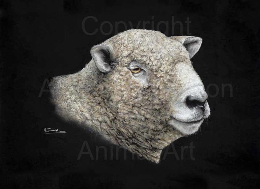 Ryeland: A Texel Sheep Print by Angela Davidson Art