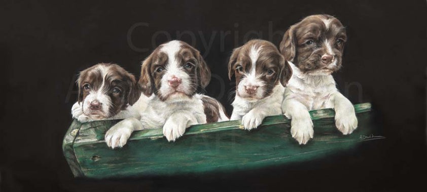 Springer Spaniels