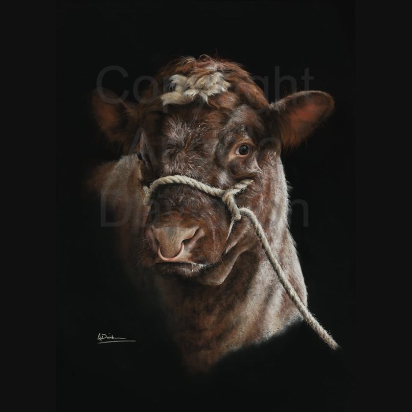 Goliath: A Shorthorn Bull Print by Angela Davidson Art