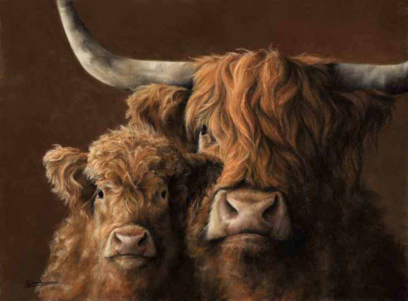 Portrait of a Highland cow and calf