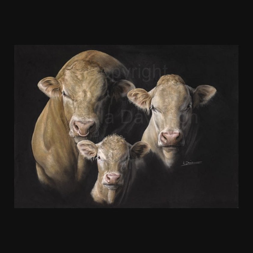 Premium Blondes: A British Blonde Cattle Print by Angela Davidson Art