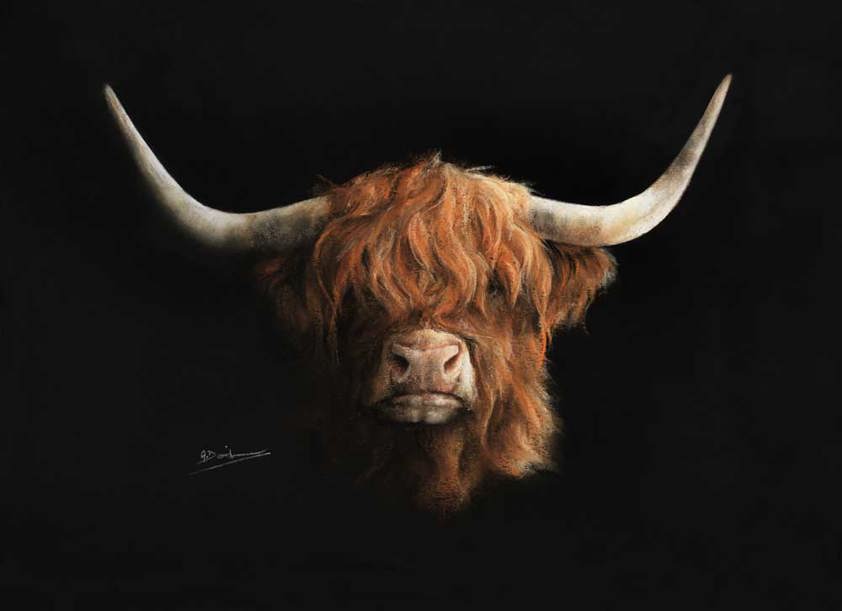 Highland Cow Limited Edition Prints from Angela Davidson Art