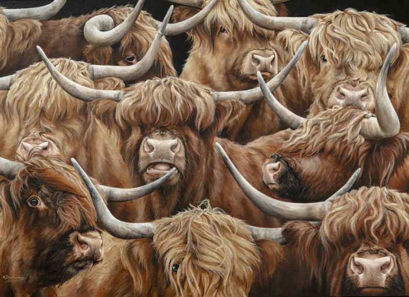 Highland Cattle