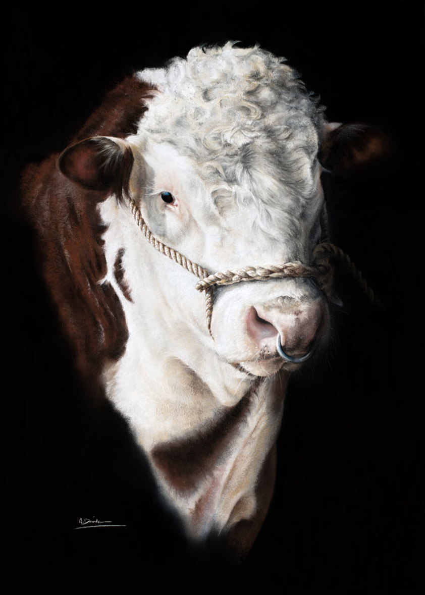 Cattle Art: Hereford Bull