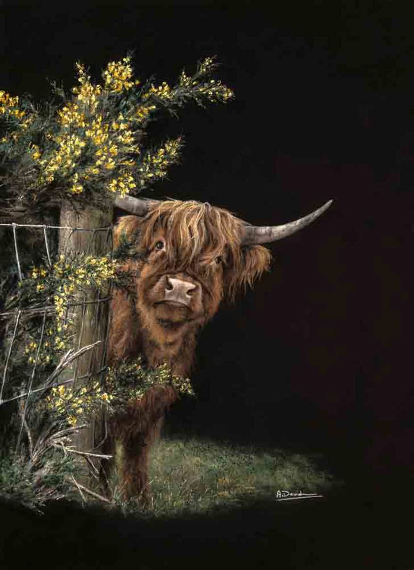 A Highland Cow Fine Art Print by Artist Angela Davidson