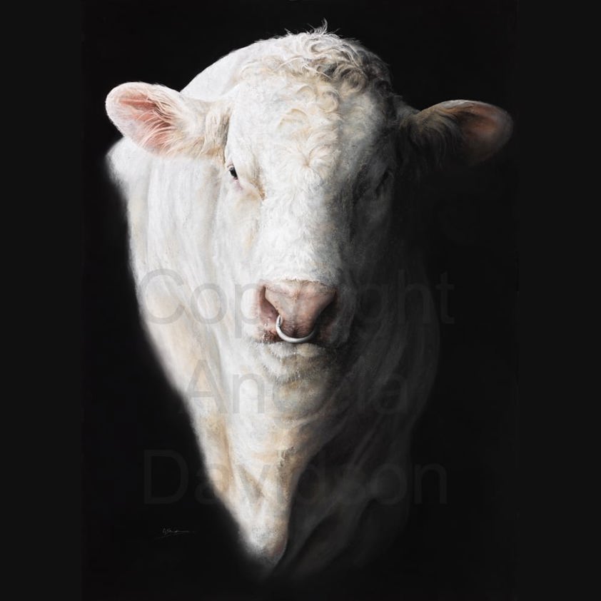 McGuinness: A Charolais Bull Print by Angela Davidson Art