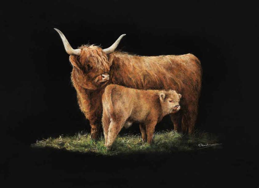 A Highland Cow Limited Edition Print by Angela Davidson