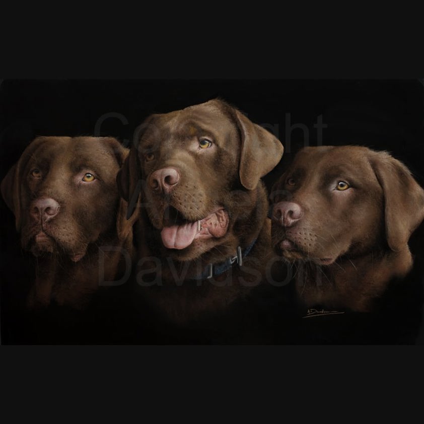 Chocolates: A Chocolate Labrador Print by Angela Davidson Art
