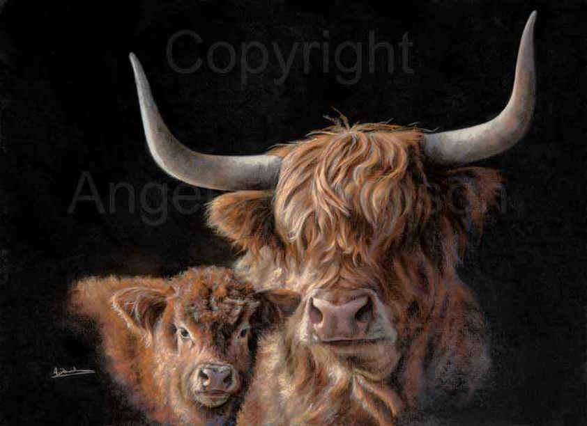 A Highland Cow Limited Edition Print by Angela Davidson