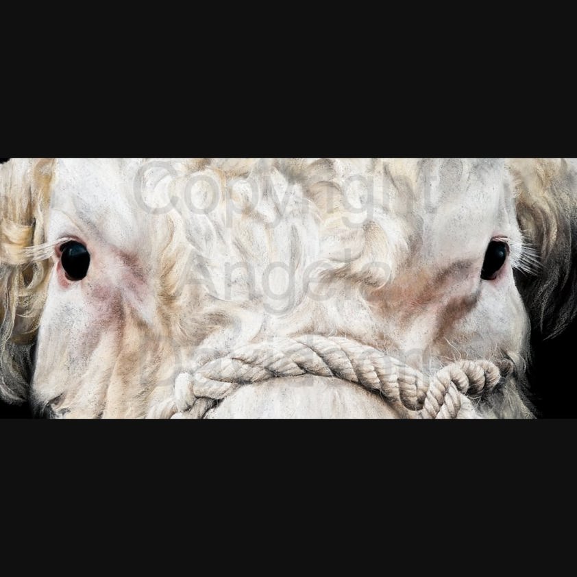 Bull's Eye: A Charolais Bull Print by Angela Davidson Art