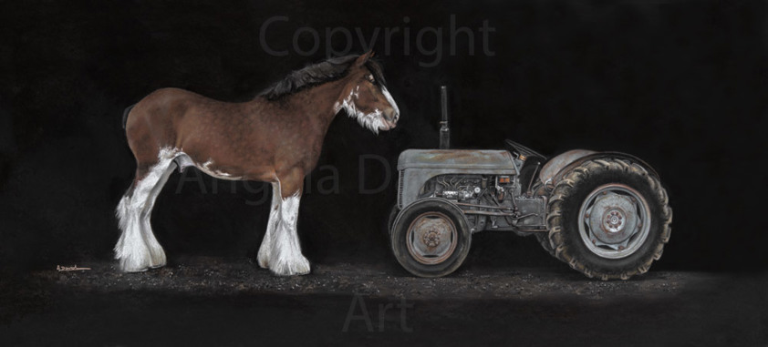 Workhorse: A Clydesdale Horse Print by Angela Davidson Art