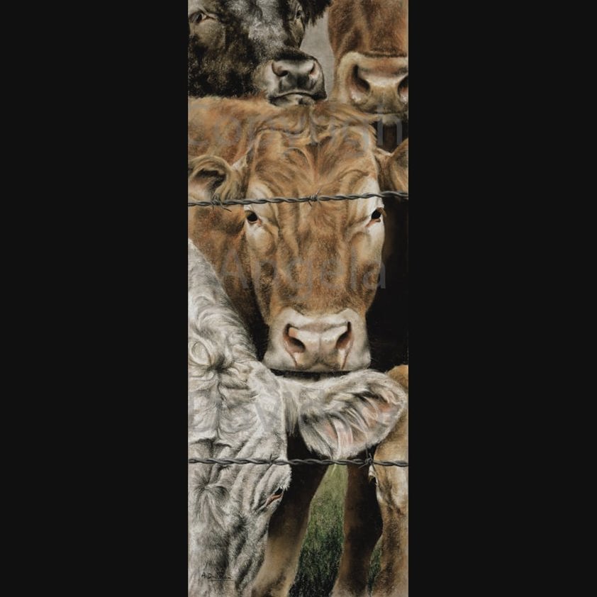 Nosey Parker: A Continental Cattle Print by Angela Davidson Art
