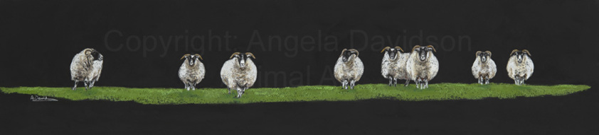 Blackface Sheep: A  Print by Angela Davidson Art
