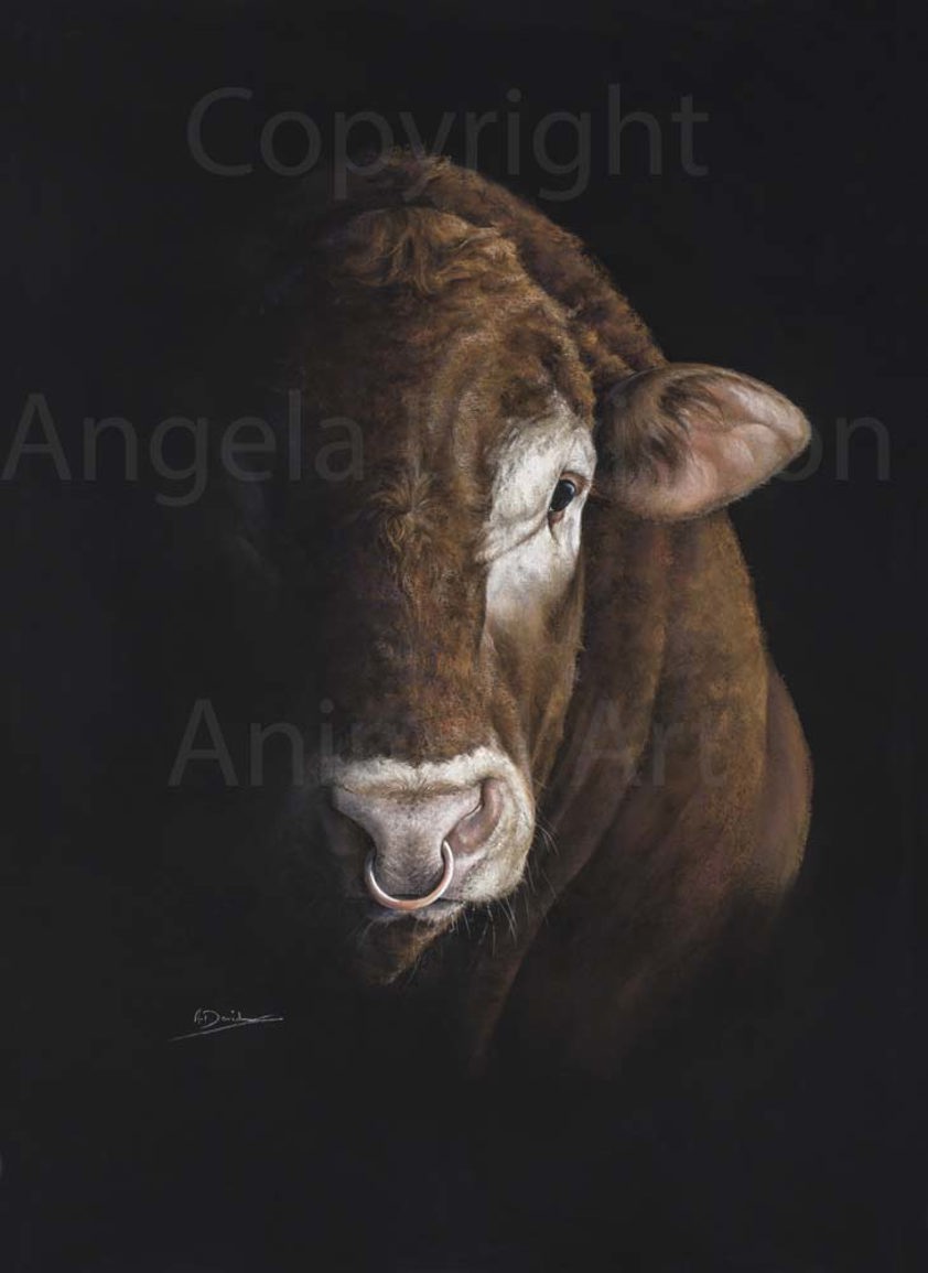 Bull Ring: A  Print by Angela Davidson Art