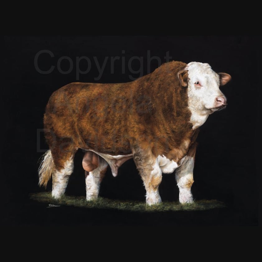 Mr. S.: A Simmental Bull Print by Angela Davidson Art