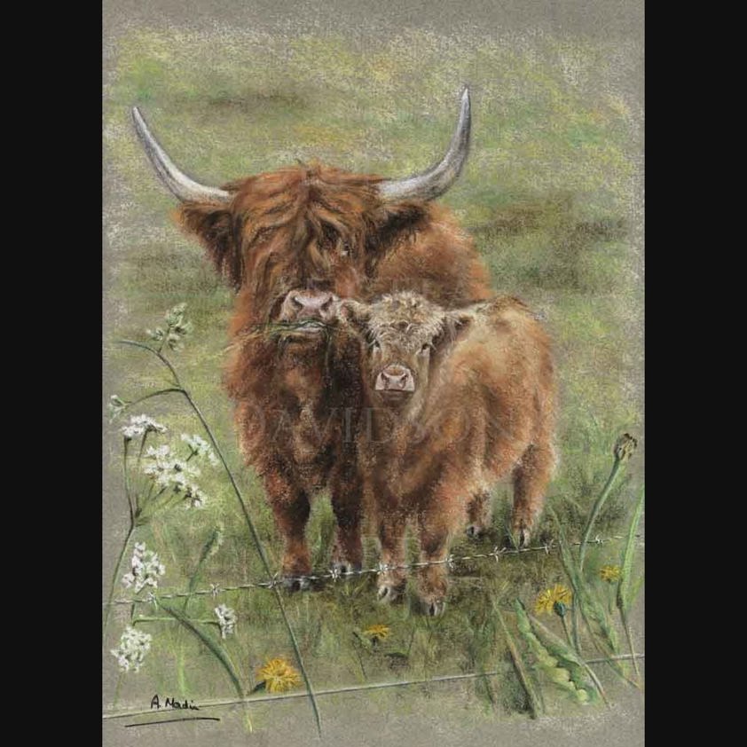 Summer: A Highland Cow Print by Angela Davidson Art