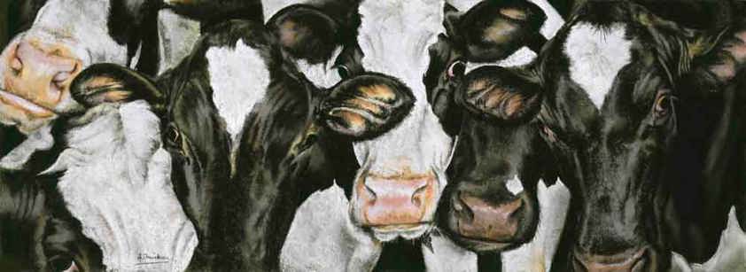 Holstein Cow Art